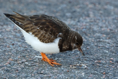 Ondanks dat de steenloper al veelvuldig is te zien op BP toch nog een. Het is nl voor mij de eerste. In de haven van Nairn zaten meerdere van deze beweeglijke vogels te fourageren. Wat mij opviel was dat ze voornamelijk in de uitwerpselen van andere vogels zaten te wroeten. Genomen vanuit de auto op rijstzak.