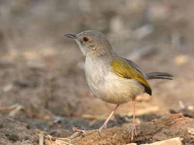 Het is al weer lang geleden dat ik iets plaatste van Namibi dus het wordt weer eens tijd.
Dit is een erg algemene soort aldaar die erg beweeglijk is. Hier zat hij even in de schaduw wat de mogelijkheid gaf voor een plaatje.