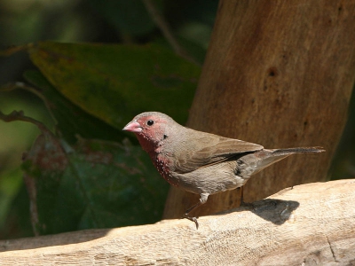 Een specialiteit van de regio in de vorm van een klein onooglijk vogeltje. Deze is lang niet zo mooi als zijn neven van dezelfde familie maar wel een stuk minder algemeen. We zaten rustig wat te lezen op het heetst van de dag toen deze jongen wat kwam drinken. 2 Foto's en hij was weer weg. De enige die we deze reis zagen . . .