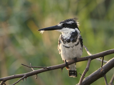 Eigenlijk stuur ik liever foto's in van soorten die nog niet zo sterk vertegenwoordigd zijn maar deze wilde ik toch ook nog even kwijt. Tijdens een boootocht op de Okavango lagen we te wachten bij een kudde Nijlpaarden toen deze voor de boot ging zitten poetsen, niet te lang jammer genoeg, maar toch genoeg voor een foto met mooi tegenlicht.