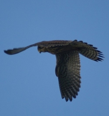minolta dynax 5D
400 mm f/5,6
1/500 sec.
iso-160

hing praktisch naast me, mooie serie kunnen schieten.