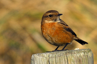 D200 + Sigma 300-800 @ 800mm, f8, 1/500 sec. ISO100