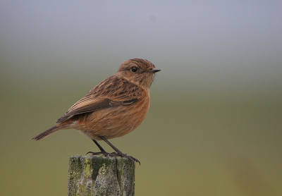 Het blijft een schitterende vogel
Canon 20D Sigma 50-500