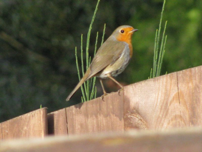 prachtig plaatje in mijn tuin gemaakt.