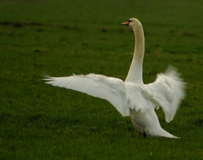Mijn eerste pix op birdpix.nl
