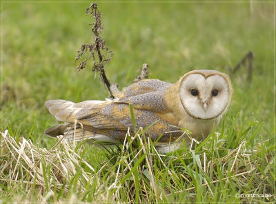 Deze Kerkuil liet zich mooi bekijken na de vangst van een prooi. Toch een rariteit om ze zo overdag te kunnen bekijken en fotograferen. Prachtig zijn ze toch...