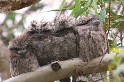 Tawny Frogmouth family