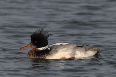 Deze vogel zat aan de zoetwaterkant van de dam om zich te gaan wassen. Aan de Noordzee zijde zijn ze vaak verder op het water.
Tech: 600mm; F 7,1; iso 400; S 1/2000; exp. -1,0; matrixmeting