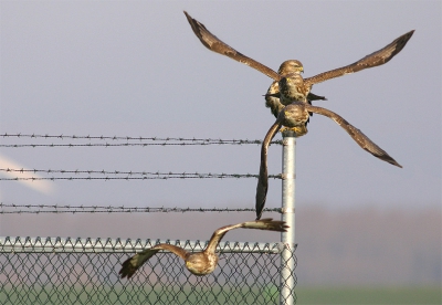 <i class='fa fa-user'></i> Karel Mauer | Buizerd  <i class='fa fa-eye'> 1103</i>   <i class='fa fa-comment-o'> 3</i>