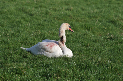 De dierenambulance doet - zeggen ze - al 2 weken verwoede pogingen om deze onfortuinlijke knobbel te vangen. Maar om de een of andere manier wil dat nog niet lukken. Vliegt gewoon weg bij nadering. Toch moet er wat te verzinnen zijn, lijkt me zo.

De vogel schijnt ergens klem te hebben gezeten en is tijdens het losrukken zijn "sjaal" verloren.

De vogel oogt levendig, hoewel al dat bloed op het kleed anders doet vermoeden.... Bizar!