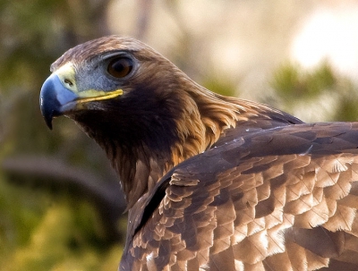 After every 2-3 bits the Golden Eagle usually takes a look around,to be sure that nobody is in the area of the feeding site.....
Thanks to his sharp eye vision,he can register even the smallest changes in the surrounding landscape.