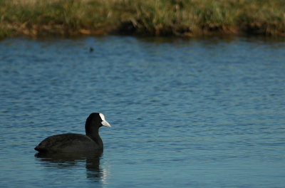 Deze meerkoet liet zich vrij makkelijk fotograferen

Nikon D70s + Sigma APO 400mm F5.6