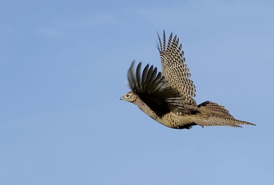Na heel veel pogingen eindelijk een fazantenhen in de vlucht fatsoenlijk kunnen vastleggen.