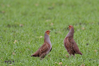 Het tafereel voorafgaand aan het werkelijke gevecht van deze twee mannetjes. Veel geschreeuw en imponeergedrag, erg leuk om van dichtbij te zien!