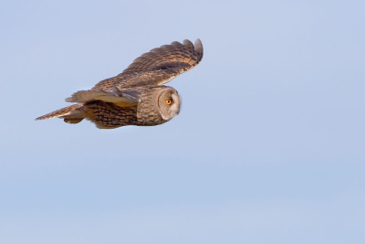 Voor de verandering eens een vliegende ransuil.
Ja ook die zijn te vinden in de Uitkerkse Polder.
Helaas waren ze erg schuw en lieten ze zich moeilijk fotograferen.