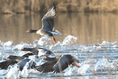 Probeer je rustig je nieuwe 400mm lens+1.4 uit op een groep zwemmende grauwe ganzen, iets verscholen in het riet....Ineens volop actie "ready to take off". Wat een tumult! Foto is niet gecropt en uit de hand genomen. Had m.i. een wat hogere sluitertijd moeten hebben, maar had diafragmavoorkeuze aan staan.
Vanwege de 'actie' deze 1e ervaring toch geplaatst.