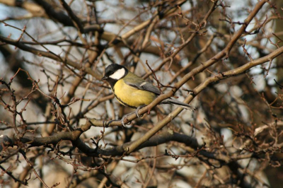 koolmees zit lekker te genieten van de zon. Canon eos 400D + 55-200mm