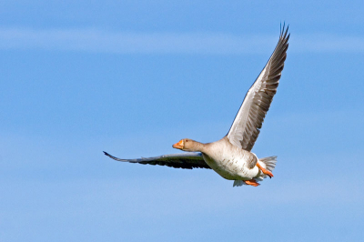 In de Uitkerkse Polder waren ook genoeg ganzen te vinden.
Dit vond ik wel een mooie pose van de overvliegende gans.