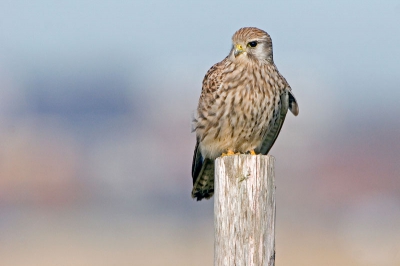 Dit valkje was absoluut niet schuw en liet zich makkelijk fotograferen.