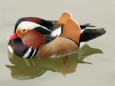 Spiegeltje,spiegeltje bij de waterkant.
Vreemde eend in de bijt,probeerde nog wel in te burgeren door een wilde eend-dame het hof te maken.
Wat zou dat voor kroost opleveren?

Uit de hand gemaakt met een Panasonic DMC-TZ3.