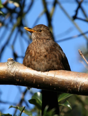Deze mooie merel bij ons in de achtertuin.