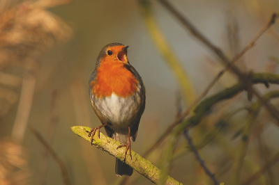 thuisgekomen van m'n rondje Arkemheen werd ik verwelkomd door het schitterende voorjaarsgeluid van deze roodborst...dan kan ik het uiteraard niet laten nog even een plaatje te schieten..