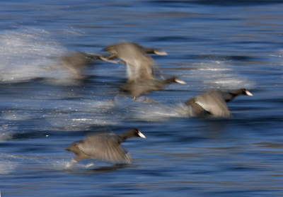 EOS 40D, freihaendig, 70-200 mm