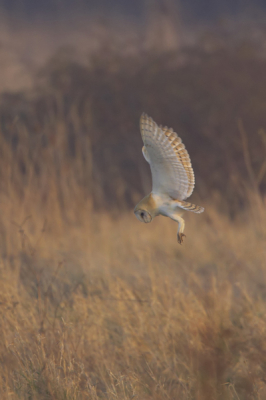 Canon eos 1d mark II  500mm IS