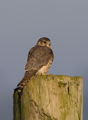 Na de Slechtvalk kreeg ik ook nog de mogelijkheid enkele foto's te maken van een zonnend Smelleken. Na de vorst en mist moest de vogel drogen. Ze had daarvoor ongeveer de dikste en hoogste paal uitgekozen! Dat vroege ochtendlicht heeft een aparte sfeer die moeilijk is te vangen op een foto. Hoewel staande beelden het op Birdpix niet zo goed doen (i.v.m. de grootte) toch hiervoor gekozen. Om de vogel groot genoeg te tonen flink gecropt. 

Canon EOS-1D Mark III, EF 500mm f/4 + 1.4x extender, 1/400 sec @ f8, ISO 200, steunend op buitenspiegel, 25% van origineel