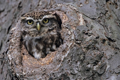 EOS 3, Stativ, 500mm, Versteck