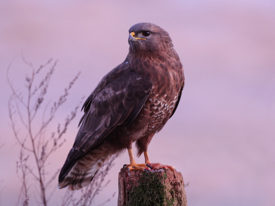 Buizerd in het eerste ochtendlicht, kwartier voor zonsopkomst. Foto wel wat  moeten verscherpen (trillingsonscherpte), maar inmiddels met een kleine eenvoudige aanpassing van de bevstiging lens/statief trilling naar tevredenheid gereduceerd.
40d 500mm  F5.0 iso800 1/15 sec, schuilhut