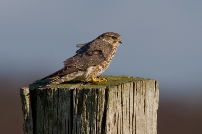 Gelukkig scheen de zon weer vandaag! Vanmorgen maar weer de polder in, de plek waar is afgelopen dagen leuke vogels voor de lens had gehad. De stevige oostenwind weerhield de meeste vogels om op de paaltjes te gaan zitten. Na verloop van tijd ontdekte ik een jagend vrouwtje Smelleken. Na haar jachttechniek te hebben gezien (c. 100 meter tegen de wind in vliegen en vervolgens op een paaltje op de uitkijk gaan zitten) de auto strategisch neergezet en afgewacht. Op deze manier 2 keer de mogelijkheid gehad de vogel te fotograferen. Helaas ging ze beide keren niet op de gewenste paal zitten, maar op een paal met veel moeilijker lichtomstandigheden. Een keer met bijna tegenlicht en eentje met strijklicht. Deze laatste is hierboven afgebeeld. De andere foto is te bewonderen in mijn persoonlijk album.

Canon EOS-1D Mark III, EF 500mm f/4 + 1.4x extender, 1/400 sec @ f8, ISO 200, en jawel, weer de lens steunend op de buitenspiegel.