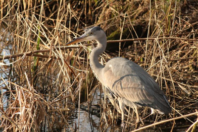 een dagje foto's maken met 2 neefsjes deze reiger bleef lekker lang zitten !
aleen jammer dat je die schaduw van die rietstengel op z'n rug ziet