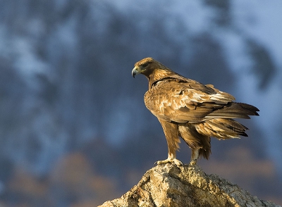 In the middle of his territory the Golden Eagle has some favourite places on wich he likes to stay hours long,looking arround at its habitat.That are usually single rocks, situated at the top of high hills....Some couples can spend half a day standing on such a point,especially in winter,when the air doesn`t move vertikally.