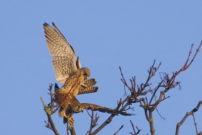 Het mooie weer was voor deze twee valkjes waarschijnlijk de aanzet om aan hun nageslacht te gaan denken.
Het vrouwtje zat in dat gebied verleden jaar ook al en heeft toen drie jongen grootgebracht,ze heeft daarna in het zelfde gebied overwinterd en van de week zag ik dat er ook weer een man in haar leven was gekomen.............met dit resultaat.