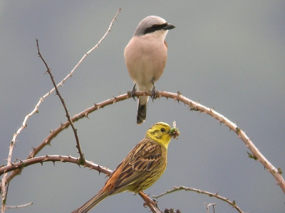 Voorjaars herinnering: ging in 1e instantie om die klauwier maar de Geelgors drong zich een beetje op........ Daarna kon ik beide vogels nog afzonderlijk in dezelfde braamstruik fotograferen!
(Leica apo 62 + 26 x WW en coolpix 4500 + afstandsbediening).