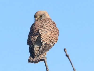 Ze zat heerlijk te zonnen in de top van een boom.
Toen ik probeerde meer naar de voor/zijkant te komen, vond ze het genoeg en zocht een andere boom op.
(Canon 30D + 400 DO met monopod)