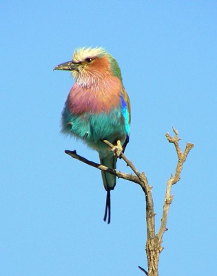 fairly early morning, the bird allowed us to near it quite close and stayed for few minutes posing.