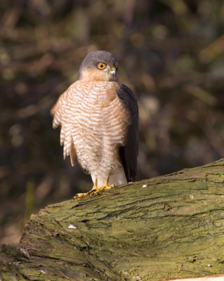 Mijn eerste foto op Birdpix. Heb sinds enkele maanden een leuk setje van Canon waar ik zeer tevreden mee ben. Oefen nu veel op een voederplaats waar vandaag deze sperwer ook een bezoek bracht.