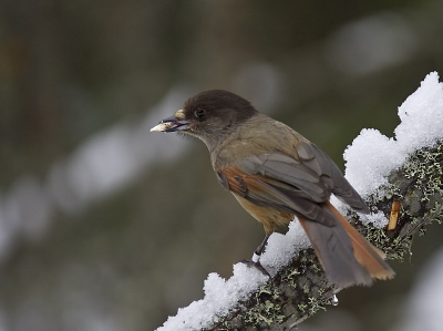 Ondanks grauw weer en een ontypische winter in Finland deze taigagaai kunnen fotograferen.