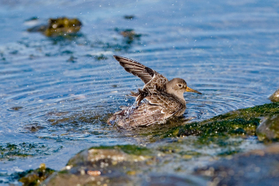 Dit strandlopertje was zich lekker aan het wassen in een achtergebleven poeltje in het zonnetje.