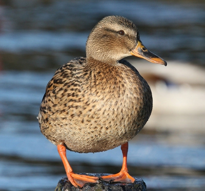 Heerlijk in de zon paalzitten, langs de Rotte.
De glinsterende waterdruppels nog op de borst.
Het mannetje bleef op gepaste afstand.
