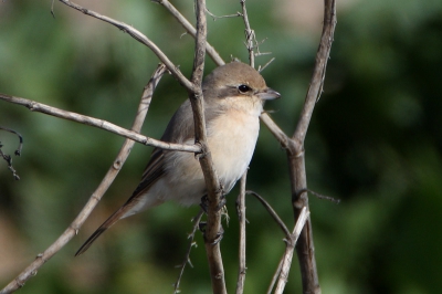 In (Western) Europe the Isabelline Shrike (Lanius isabellinus) is a rare visitor from Central Asia. This bird was observed from February 2 - 10, 2008 in the Nature Reserve Desembocadura del Guadalhorce near the airport of Mlaga in Andalucia (Spain).
Some more picture are displayed under
http://www.ornithos.de/Ornithos/Bird_Gallery/Lanius_isabellinus/Lanius_isabellinus.htm
(Comments on this pictures can be given also in Dutch)
