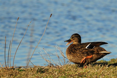 zelfde foto, alleen andere compositie!!