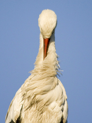 Deze ooievaar zat zich langs te dijk heerlijk te poetsen en hield daarbij -heel erg rustig- de rest van de omgeving in de gaten. Heb een erg leuke serie kunnen maken, waarbij deze foto mij persoonlijk erg aanspreekt. omdat het net een 'beeld' is...