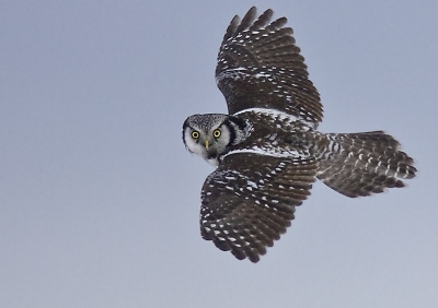 Deze foto van m'n sperweruil wilde ik alleen even laten zien, omdat je zo goed bovenop de vleugels kunt kijken. Het is geen wereldfoto en een erg grote krop, maar ik vind hem wel heel speciaal