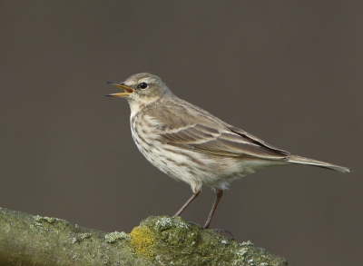 Twee dagen geleden reed ik over de Lekdijk toen er twee vogeltjes  uit de lucht vielen waarvan ik niet direct kon zien wat het waren. Ik keerde om en zag al snel dat het Waterpiepers waren die in een boom (!) geland waren, en nog op ooghoogte ook !! 
Snel de auto ernaast gezet en een paar plaatjes gemaakt. Dat de vogel op 1 van de opnames roept is een mooie bonus.

Heb even op BP gekeken en er staan nog maar heel weinig Waterpiepers op de site en geen enkele van een vogel in een boom. Ben heel benieuwd naar wat jullie ervan vinden !!!