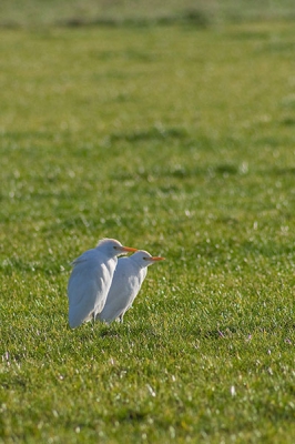 Op een fietstochtje Van Hulst naar Saefthinge deze twee koereigers tegengekomen. Ze zatn net te ver voor mijn lens, dus heb ik volgende compositie eruit gehaald.
350d - 400 5.6 Tokina - f8 - 1/800 - -1/3