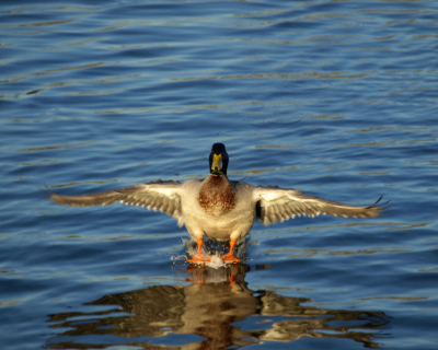 Waterskinde eend