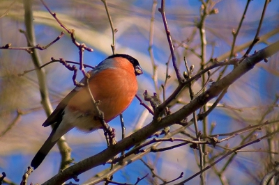 Niet echt hl scherp, ook vanwege de vele takjes voor de goudvink en zijn beweeglijkheid, maar blij dat ik hem voor de lens heb gekregen. Ik had hem nog nooit in 't echt gezien..prachtvogeltje.